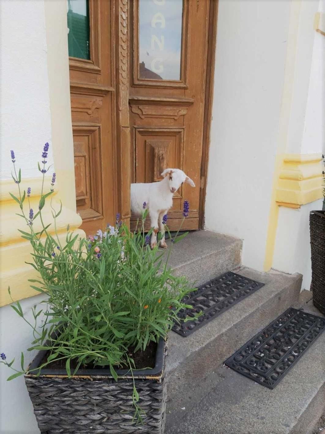 Pension Am Stadtgraben Hotel ลืบเบอเนา ภายนอก รูปภาพ